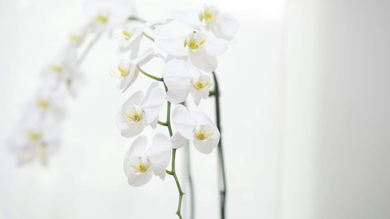 Ayurvedic natural healing treatments